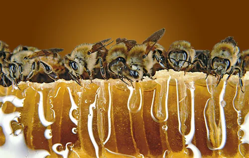 McDaniel Honey Farm logo