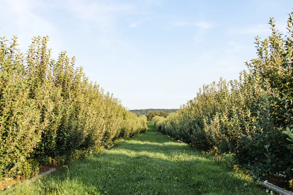 Way Fruit Farm logo