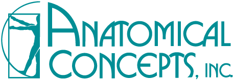 Anatomical Concepts, Inc logo