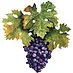 Kreutz Creek Vineyards logo