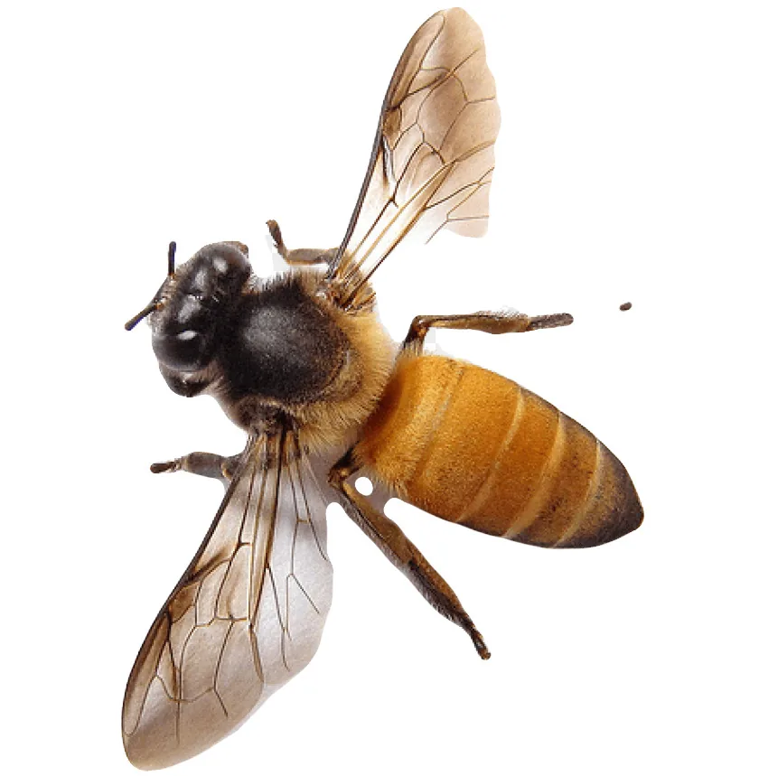 Murphy's Bee Farm logo